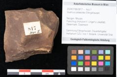 Foto (Objekt + Etikett) von Quercus palaeoilex Ettingshausen (NHMW-GEO-2024-0188-0817)